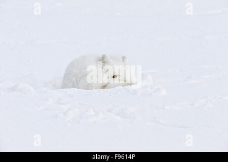 Polarfuchs (Alopex Lagopus), ruhen, Schwanz gewickelt als Decke gegen Wind und Kälte, Cape Churchill, Wapusk Stockfoto