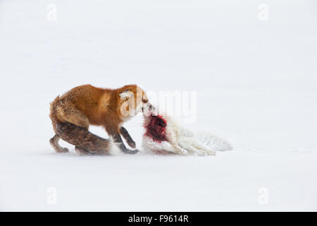 Rotfuchs (Vulpes Vulpes) Essen ein Polarfuchs (Alopex Lagopus) getötet, im wehenden Schnee, Cape Churchill, Wapusk-Nationalpark, Stockfoto