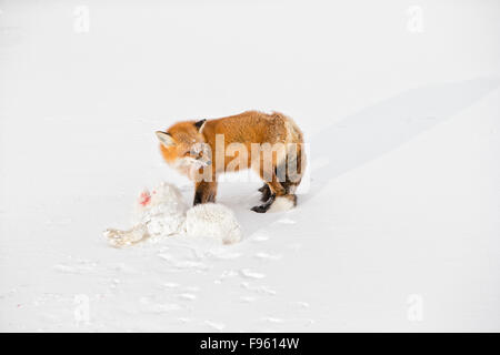Red fox (Vulpes vulpes) eating an Arctic fox (Alopex lagopus) it killed, Cape Churchill, Wapusk National Park, Manitoba. As red Stockfoto