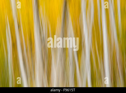 Aspen Baumgruppe Leuchten im Herbst am Gardom-See, in der Nähe von Enderby in Britisch-Kolumbien Shuswap Region Kanada. Stockfoto