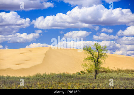 Beifuß und ein einsamer Baum, der großen Sandhügel, in der Nähe von Zepter, Saskatchewan, Kanada Stockfoto