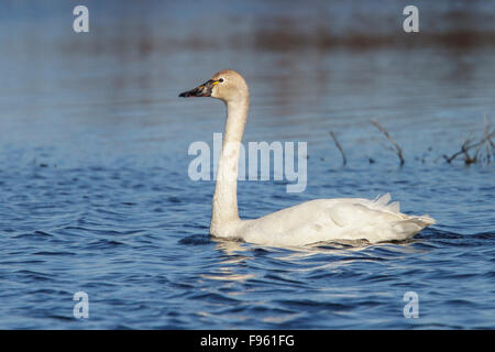 Tundra-Schwan (Cygnus Columbianus) in einem Teich in der Tundra in der Nähe von Churchill, Manitoba, Kanada. Stockfoto