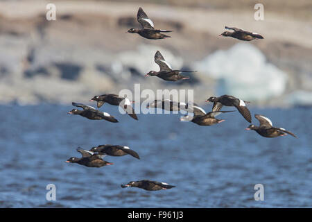 Whitewinged Scoter (Melanitta Fusca) fliegen über die Hudson Bay in Churchill, Manitoba Kanada. Stockfoto