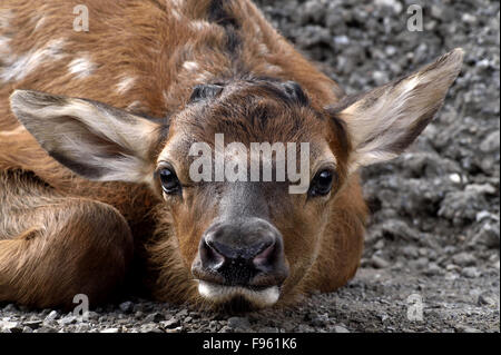 Eine Nahaufnahme Bild eines Neugeborenen Elch Kalb ' Cervus Elaphus "Festlegung in einer niedrigen Position des Fotografen in der Nähe von verstecken Stockfoto