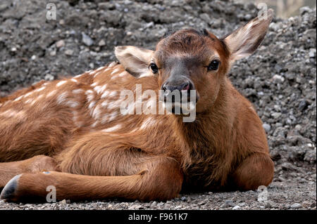 Ein Neugeborenes Elchkalb ' Cervus Elaphus; Festlegung auf einen geschotterten Fläche in der Nähe von Jasper Nationalpark Alberta Kanada Stockfoto