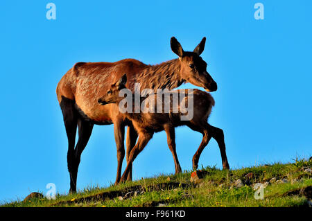 Eine Mutter Elche, Cervus Elaphus und ihr neugeborenes Kalb vor blauem Himmel im Abendlicht Stockfoto