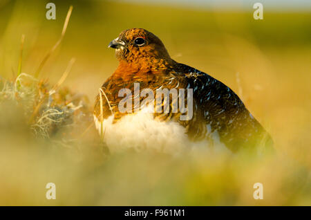 Eine männliche Willow Ptarmigan (Lagopus Lagopus) in der Tundra im Norden von British Columbia Stockfoto