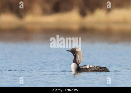Pacific Loon (Gavia Pacifica) in einem Teich in der Tundra in der Nähe von Churchill, Manitoba, Kanada. Stockfoto