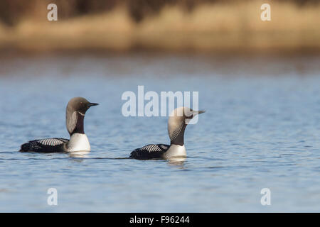 Pacific Loon (Gavia Pacifica) in einem Teich in der Tundra in der Nähe von Churchill, Manitoba, Kanada. Stockfoto