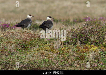 Parasitäre Jaeger (Stercorarius Parasiticus) in der Tundra in der Nähe von Churchill, Manitoba, Kanada. Stockfoto