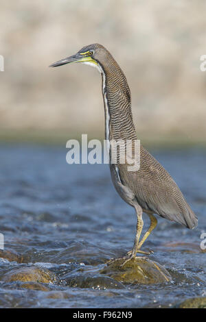 Fasciated Tiger Heron (Tigrisoma Fasciatum) entlang eines Flusses in Manu Nationalpark in Peru. Stockfoto