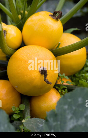 Cucurbita Pepo. Runde gelbe Zucchini im Gemüsegarten. Stockfoto