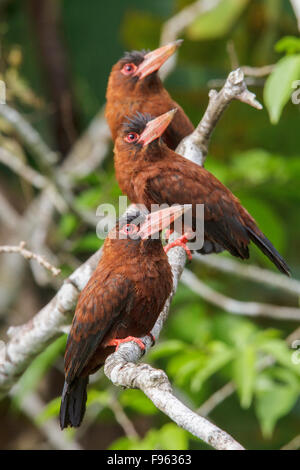 Purus Jacamar (Galbalcyrhynchus Purusianus) thront auf einem Ast in Manu Nationalpark in Peru. Stockfoto