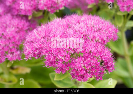 Hylotelephium "Meteor". Sedum spectabile "Meteor" Blumen. Stockfoto