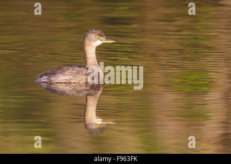 Wenigsten Grebe (Tachybaptus Dominicus) in einem See in Manu Nationalpark in Peru. Stockfoto