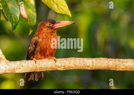 Purus Jacamar (Galbalcyrhynchus Purusianus) thront auf einem Ast in Manu Nationalpark in Peru Stockfoto