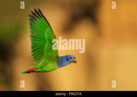 Blueheaded Papagei (Pionus Menstruus) fliegen in Manu Nationalpark in Peru. Stockfoto