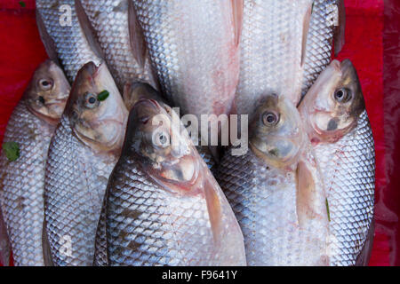 Markt-Szenen, Iquitos, die größte Stadt im peruanischen Regenwald und der Fifthlargest von Peru Stockfoto