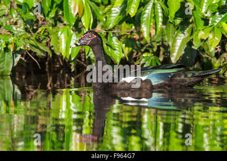 Barbarie-Ente (Cairina Moschata) in einem See in Manu Nationalpark in Peru. Stockfoto