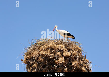 Weißstorch, Ciconia Ciconia, am Nest auf Strommast neben Gulnipar Babakale Road, Biga Halbinsel, Türkei Stockfoto