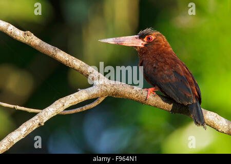 Purus Jacamar (Galbalcyrhynchus Purusianus) thront auf einem Ast in Manu Nationalpark in Peru. Stockfoto