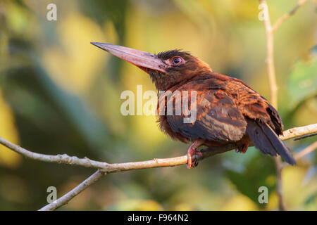 Purus Jacamar (Galbalcyrhynchus Purusianus) thront auf einem Ast in Manu Nationalpark in Peru. Stockfoto