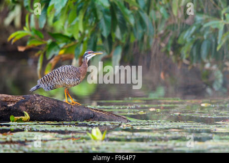 Sunbittern (Eurypaga Helias) thront auf einem Ast in Manu Nationalpark in Peru. Stockfoto