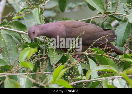 Plumbeous Taube (Patagioenas Plumbea) thront auf einem Ast in Manu Nationalpark in Peru. Stockfoto