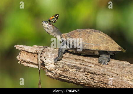 Eine Schildkröte mit einem Schmetterling auf seiner Nase in Manu Nationalpark in Peru. Stockfoto