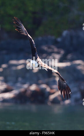 Ein Adler schließt auf seine letzte Mahlzeit in den Gewässern der Johnstone Strait. Stockfoto