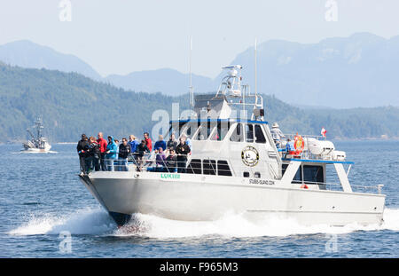 Wal-Beobachter, die Kreuzfahrt durch die Gewässer der Johnstone Strait suchen Killer Wale in ihrem natürlichen Lebensraum an Bord der Lukwa Stockfoto