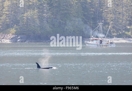 Ein Killer-Wal-Transite die Gewässer in der Nähe von Robson Bight als ein Angelboot/Fischerboot Gillneting arbeitet, Sockeye, Johnstone Strait zu fangen Stockfoto