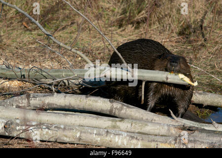 Biber (Castor Canadensis) mit Aspen (Populus Tremuloides) Zweig für Lebensmittel. 2. größte Nagetier der Welt.  borealen Wald in der Nähe Stockfoto