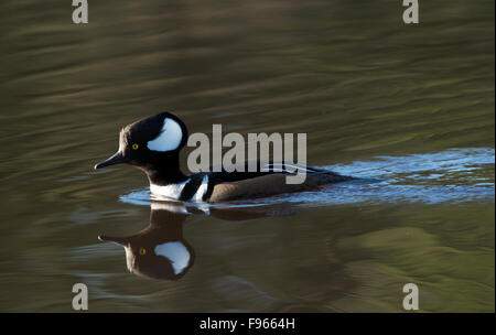 Mit Kapuze Prototyp-Männchen mit seinem Spiegelbild auf dem Wasser. (Lophodytes Cucullatus). In der Nähe von Lake Superior, Ontario, Kanada Stockfoto