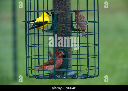 Amerikanische Stieglitz männlich, thront auf Frühling Baum Apfelzweig, (Spinus Tristis).  Nordontario. Kanada Stockfoto