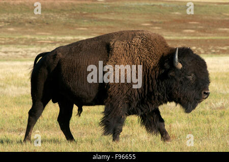 American Bison Bulle wandern über Wiesen im Custer State Park, South Dakota, North America. (Bison Bison) Stockfoto