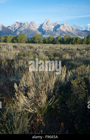Malerische Teton Bergkette in den Grand-Teton-Nationalpark, Jackson, Wyoming, USA. Silverygreen Werk ist groß Stockfoto