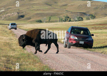 American Bison Bulle zu Fuß in der Nähe zuschauen Touristenfahrzeuge Straßenrand im Custer State Park, South Dakota, USA. (Bison Stockfoto