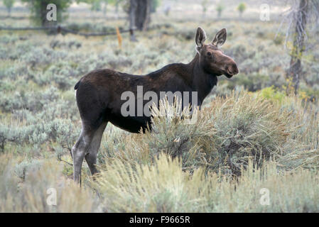 Kuh Elch Erwachsenen stehen Warnung in der Nähe von Gros Ventre, Jackson, Wyoming, Nord-Amerika. (Alces Alces). Shiras Unterarten. Stockfoto