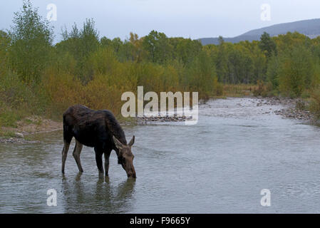 Kuh Elch Erwachsenen Trinken aus seichtem Wasser Gros Ventre River, Jackson, Wyoming, USA. (Alces Alces). Shiras sub Stockfoto