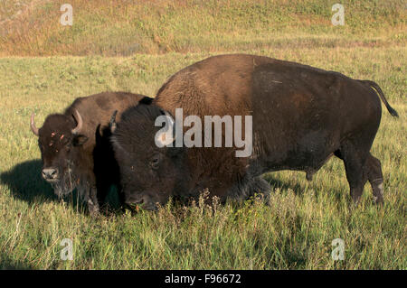 American Bison Bulle neben junge Frau, Kuh im Grasland von Custer State Park, South Dakota, North America. (Bison Stockfoto