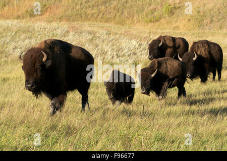 Amerikanische Bisons Kühe und Kälber, zu Fuß über Wiesen in Custer State Park, South Dakota, Nord-Amerika. (Bison Bison) Stockfoto