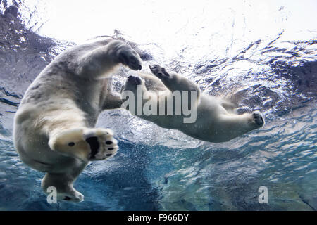 Eisbären Schwimmen unter Wasser auf die Reise zu Churchill, Assiniboine Park Zoo, Winnipeg, Manitoba, Kanada Stockfoto