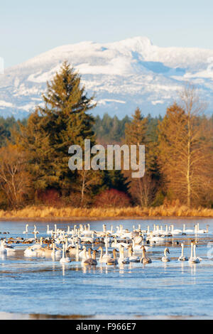 Winter findet eine Versammlung von Trumpeter Schwäne (Cygnus Buccinator) entspannt auf einem Teich mit Mt. Washington im Hintergrund. Stockfoto