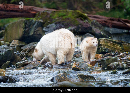 Geist der Mutter Bär (Ursus Americanus Kermodei) und Jährling Cub Angeln am Lachs Fluss Great Bear Rainforest, Brite/Britin Stockfoto