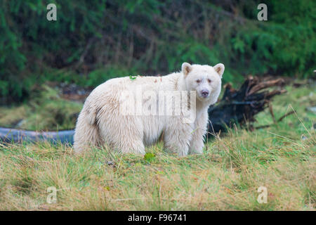 Geist zu tragen (Ursus Americanus Kermodei), sehr zentrale Küste Bear Rainforest, Britisch-Kolumbien, Kanada Stockfoto