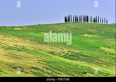 Landschaft in der Toskana mit Gruppe von Zypressen, Italien Stockfoto