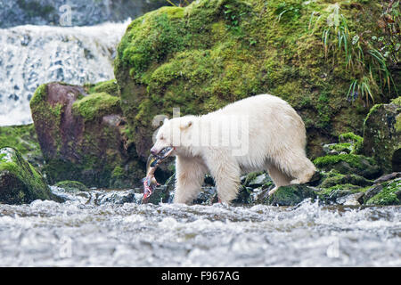 Geist-Bär (Ursus Americanus Kermodei) für Buckellachs (Onchoryhnchus am Lachs Fluss Great Bear Rainforest, Angeln Stockfoto