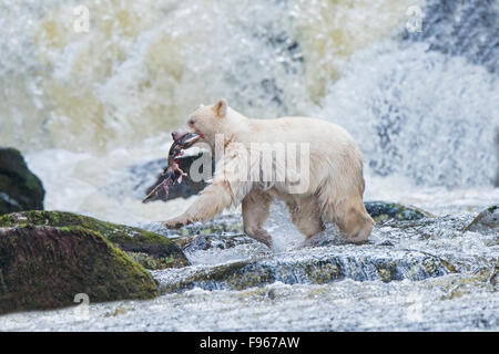 Geist zu tragen (Ursus Americanus Kermodei) Angeln für Buckellachs (Oncoryhnchus Gorbuscha) am Lachs Fluss Great Bear Stockfoto