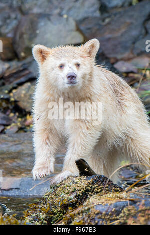 Spirit bear Cub (Ursus Americanus Kermodei) auf Nahrungssuche in der Gezeitenzone, Great Bear Rainforest, Britisch-Kolumbien zentrale Stockfoto